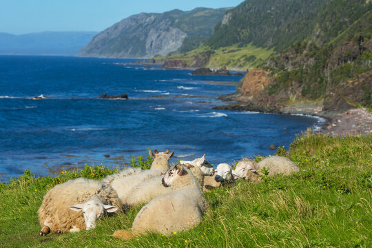 Sheep in Canada