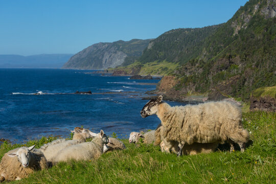 Sheep in Canada