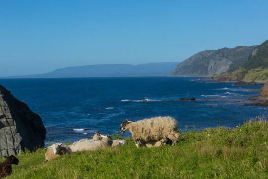 Sheep in Canada