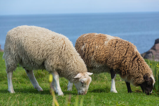 Sheep in Canada