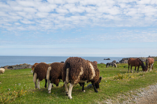 Sheep in Canada