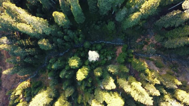 Ascending top down drone shot revealing single white dead tree standing out among green pine forest canopy