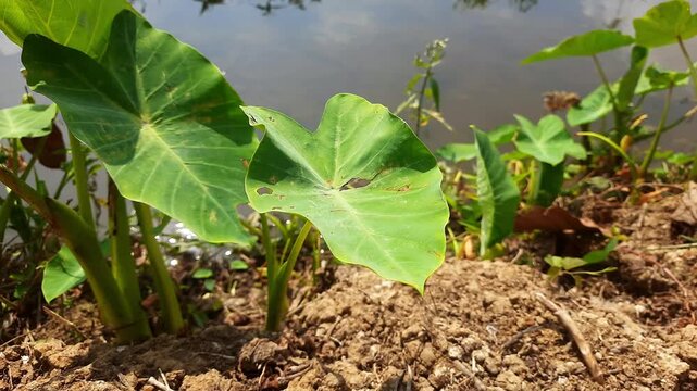 Close up motion footage of green taro leaves growing near a flowing riverbank under bright natural summer sunlight during daytime.