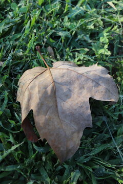 heart shaped leaf