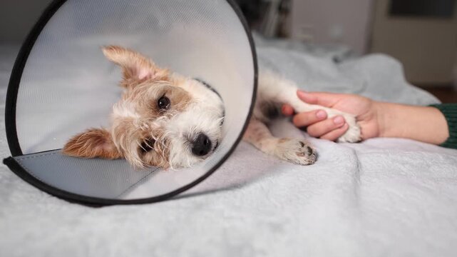 Close view shows Jack Russell resting after leg surgery with paw held softly by woman. Cone collar and blurred hand emphasize gentle home care.