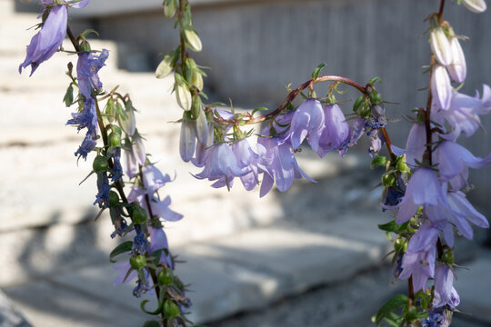 Horizontal close-up of drooping pale purple bellflowers with fresh blooms and dried petals. Great for elegant floral photography, cottage garden art, and summer botanical prints.