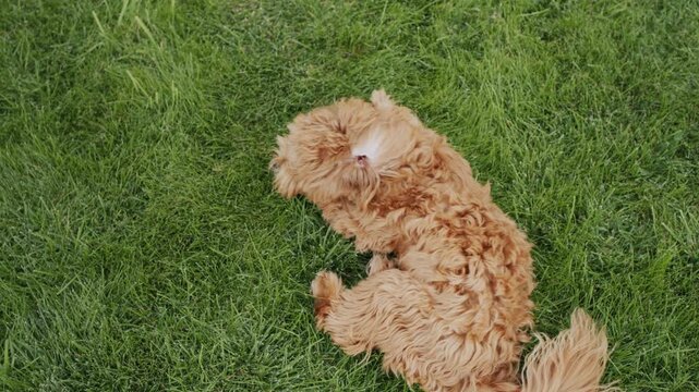 Cute ginger cavapoo puppy rolling on green grass field outdoors.