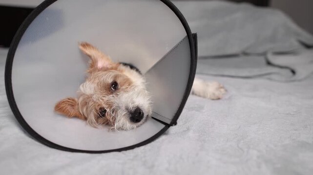 Young Jack Russell rests on bed after surgery following car accident. Dog wears veterinary cone and slowly recovers at home under medication.