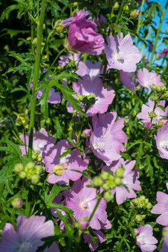 Vertical close-up of pink mallow flowers with green buds and leaves in a shady garden. Great for vertical botanical art, cottage floral prints, and slow life nature wallpapers.