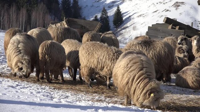 Herding Sheep in Snow Winter Mountains, Flock of Lambs Grazing Hill, Pastoral