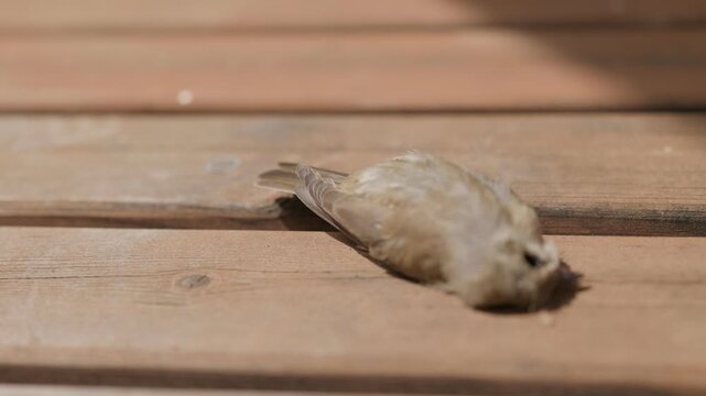 A dead sparrow and green flies close-up on the wooden floor