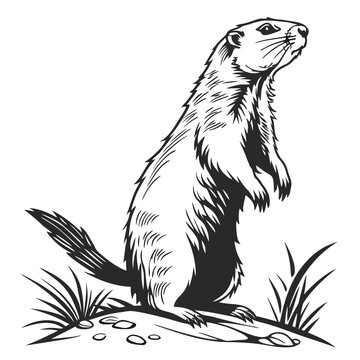 Vintage marmot woodcut illustration, standing groundhog vector art, black and white prairie dog engraving, wild rodent mascot for outdoor branding