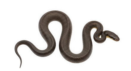 Obraz premium Long black snake isolated on transparent background for wildlife projects.