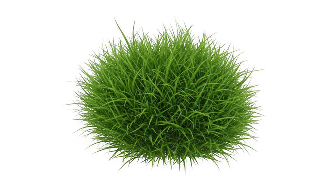 Lush green grass bush isolated on a transparent background studio image.