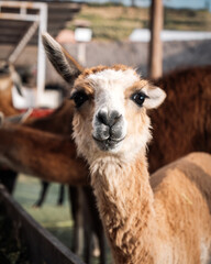 Fototapeta premium Close-up portrait of an expressive llama in Peru