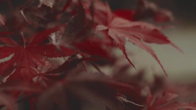 The beauty of deep red Japanese maple foliage and purplish roses. Soft lighting with a background bokeh effect creates a warm, serene, and aesthetic autumn atmosphere.