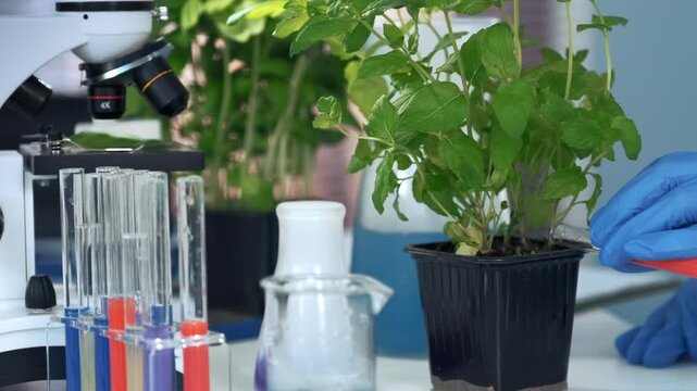 Scientist wearing blue gloves applies red liquid to soil of green plant in black pot inside a laboratory with microscope and test tubes nearby.