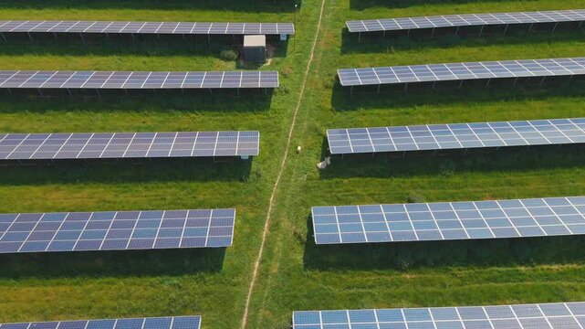 Sheep grazing between rows of photovoltaic panels at a solar farm, combining renewable electricity generation with agricultural land use and vegetation management.