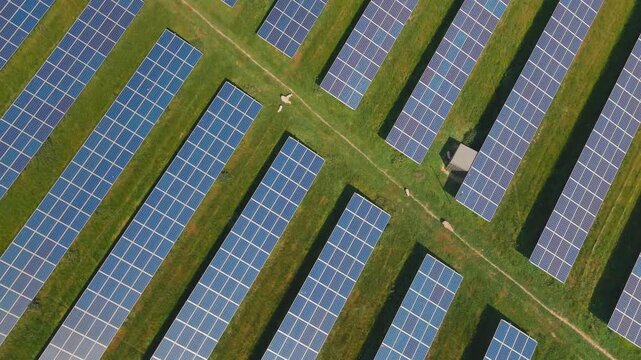 Top-down drone view of long parallel rows of photovoltaic panels, with sheep grazing, creating a geometric pattern across grassland at a large solar energy facility.