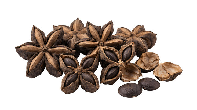 Group of dried star shaped sacha inchi seeds on white background with inca peanut plukenetia volubilis seed pods plant based star shape super foods