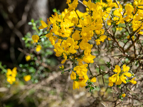 A detailed macro shot of a gorse shrub covered in vibrant yellow pea-flowers and sharp thorns, set against a soft, out-of-focus forest background under natural daylight.