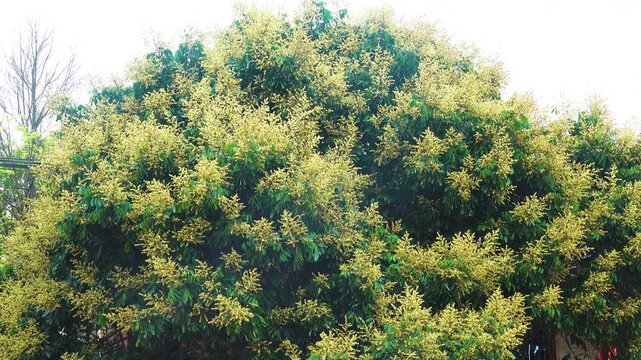 Chinese privet (Ligustrum sinense. Ligustrum lucidum) tree in Vietnam. lush blooming, flowers a lot