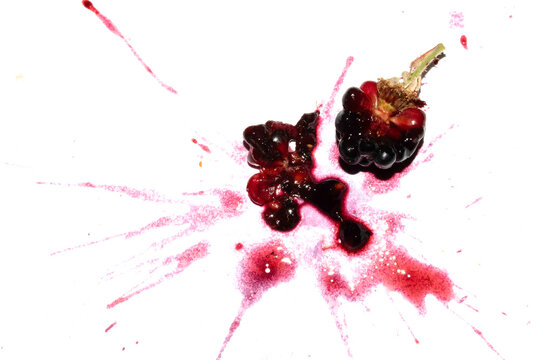 Squashed exploding and crushed blackberries fruit berries splattered on a white background with juice