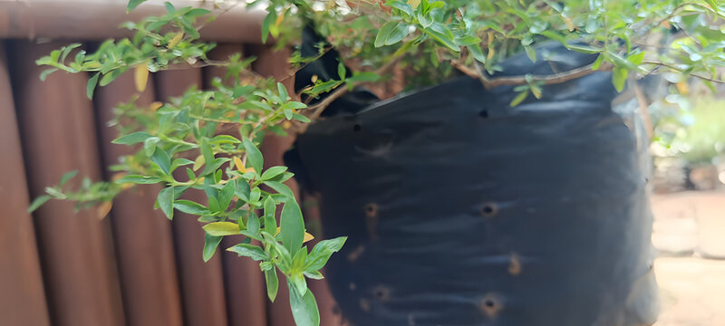 Vibrant green plant thriving in a black plastic grow bag, showcasing sustainable urban gardening practices with fresh foliage and natural textures