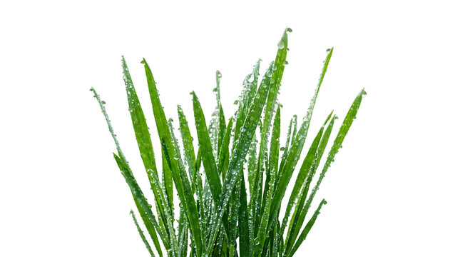 Close up of green grass blades covered in fresh water droplets on a white background