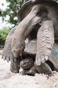 Two Aldabra giant tortoises mating in the Seychelles