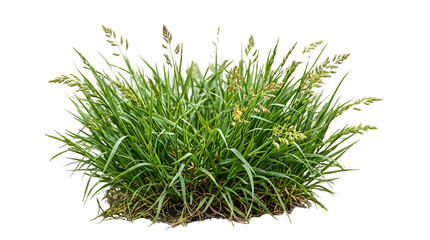 Green grass clump with seed heads isolated on white background © Romeryo