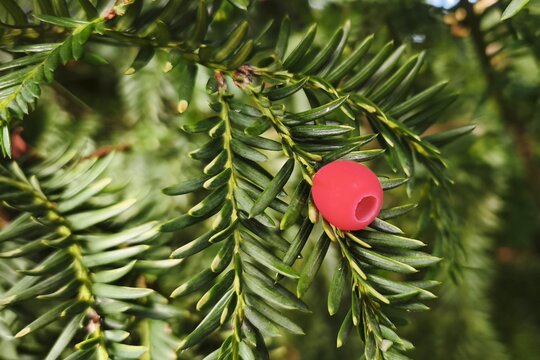 Close up view of a red yew tree berry surrounded by green evergreen needles in soft daylight