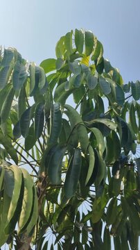 Lush green leaves of Schefflera actinophylla growing naturally, featuring distinctive radiating leaflets and dense tropical foliage with a fresh botanical appearance.