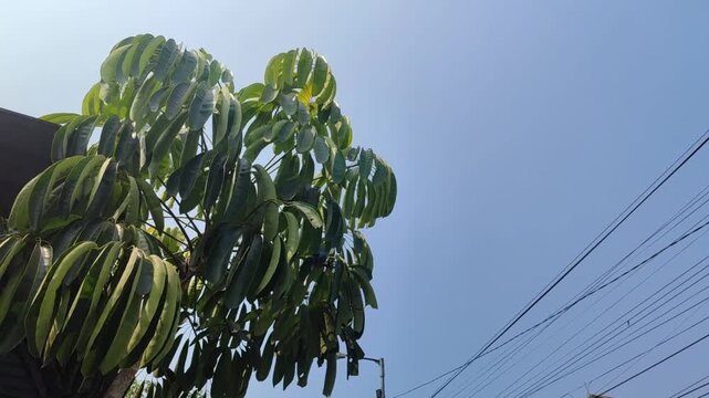 Lush green leaves of Schefflera actinophylla growing naturally, featuring distinctive radiating leaflets and dense tropical foliage with a fresh botanical appearance.