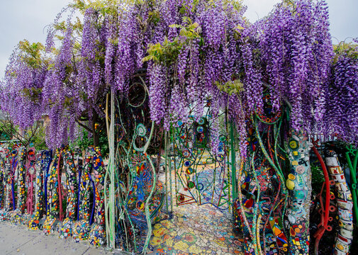 Wisteria blooming over colorful mosaic fence at garden entrance