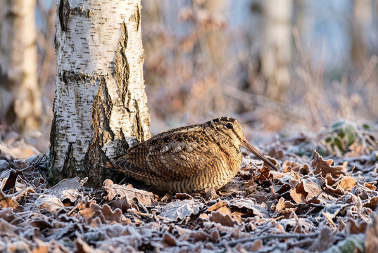 Camouflaged woodcock bird resting by birch tree on frost leaves in winter wildlife forest.