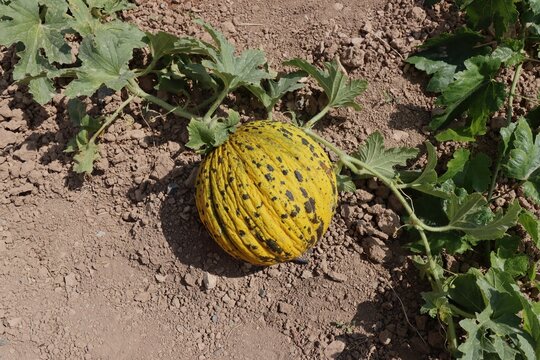 A round, yellow-and-green Asian melon ripened in the field. Meram, Konya, Turkey.
