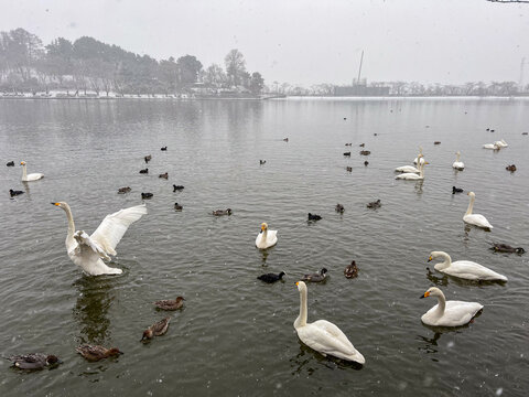 Whooper Swans and waterfowl on Takamatsu Pond in Morioka during snowfall.