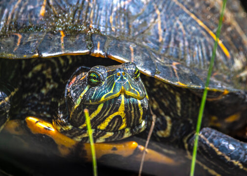 A Red-eared Slider peeks out, checking if the coast is clear along the Shadow Creek Ranch Nature Trail in Pearland, Texas.