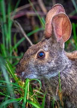 A swamp rabbit enjoying a nibble of grass along the nature trail in Pearland, Texas.