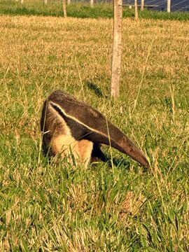 Giant Anteater