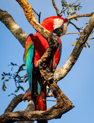 scarlet macaw parrot © Vicky