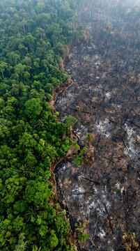 Forest fire aerial view of deforestation and green rainforest