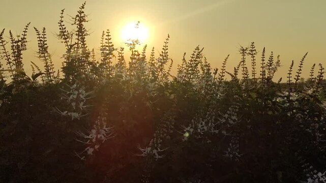 Kumis kucing plant (Orthosiphon aristatus) growing naturally under warm evening sunlight, with slender flowers and green foliage illuminated by soft golden rays.