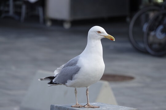 seagull on the pier