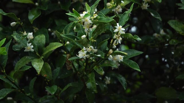 雨に打たれる金柑の花