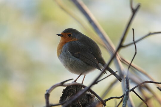 robin on a branch