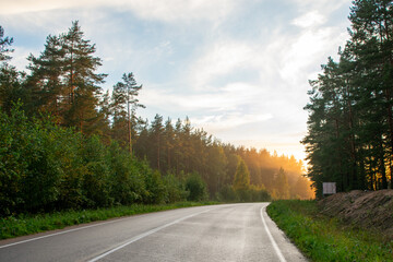 Obraz premium Winding asphalt road through pine forest illuminated by soft morning sunlight.