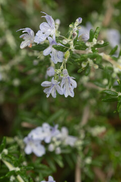 Macro image of flowering Rosemary within a garden