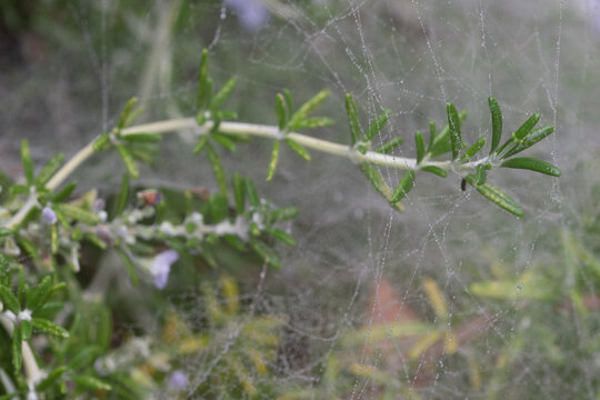 Macro image of Rosemary growing within a raindrop soaked cobweb